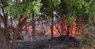 வேலணை மத்திய கல்லூரி அருகே விசமிகளால் தீ வைப்பு: பெருமளவு தாவரங்கள் எரிந்து நாசம்!