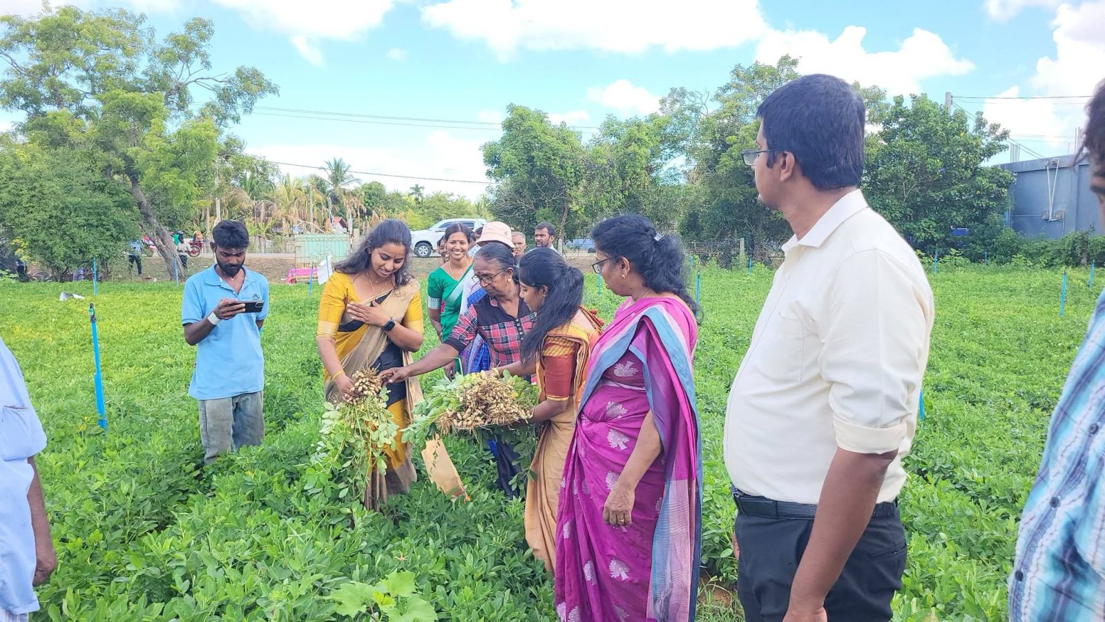 திஸ்ஸ இன நிலக்கடலை அமோக அறுவடை: கிளிநொச்சியில் பயிர் மாற்றுத்திட்டம் வெற்றி